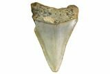 Bargain, Megalodon Tooth - North Carolina #152840-1